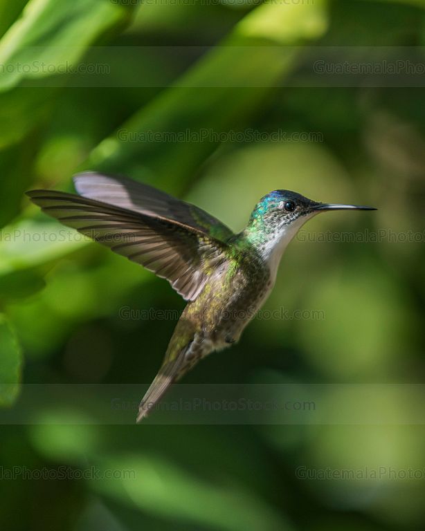 Colibrí