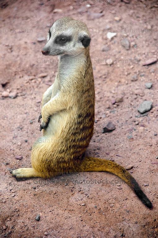 Suricata