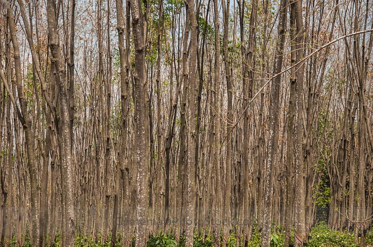 Arboles de hule