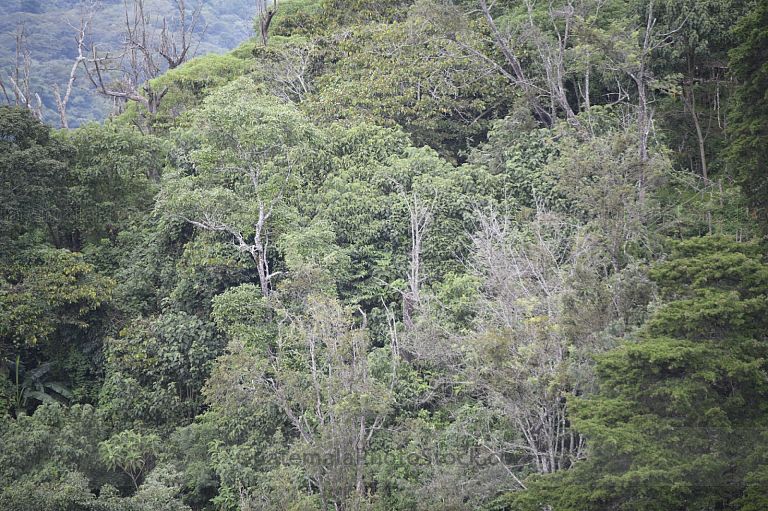Arboles de montaña