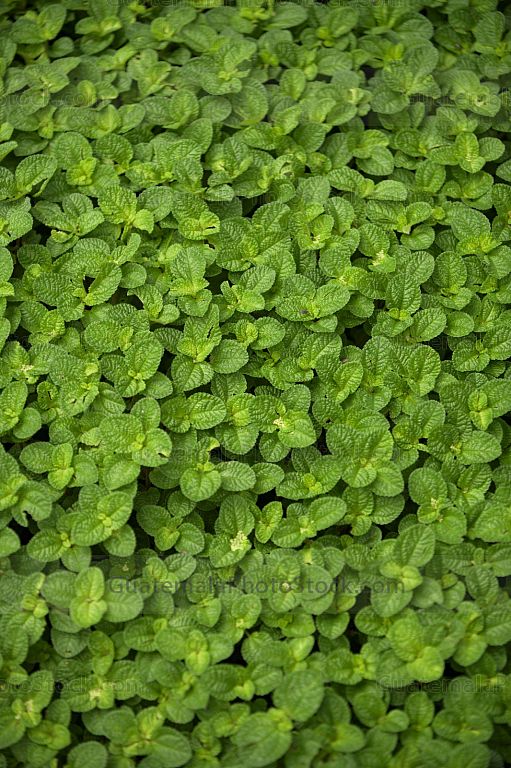 Menta (Mentha)