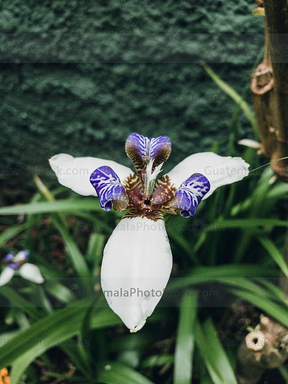 Orquidea