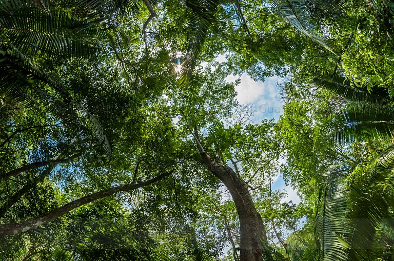 Bosque de Selva Tropical