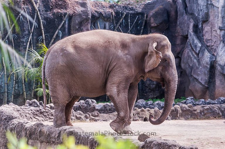 Elefante