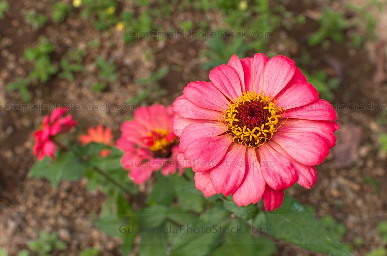 Zinnia Roja