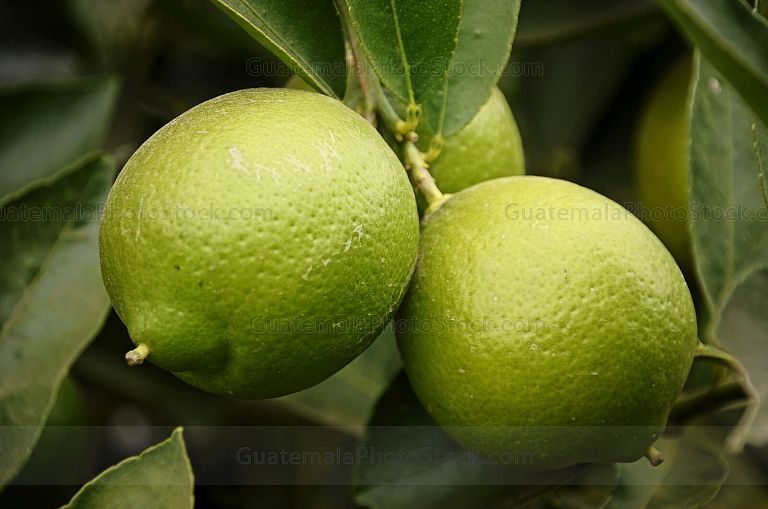 Limones