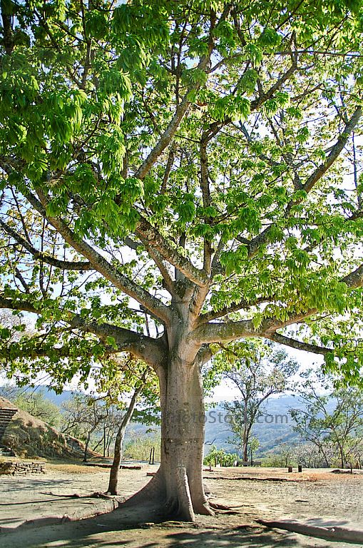 Ceiba en Mixco Viejo