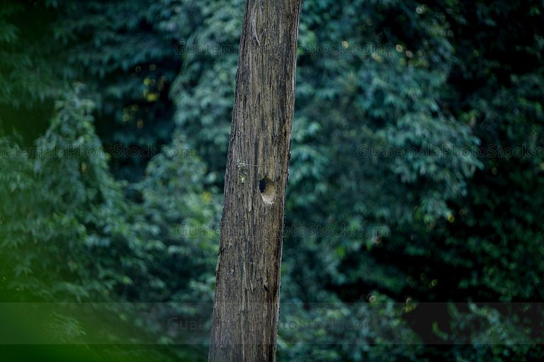 Nido de Quetzal en el Mirador Rey Tepepul