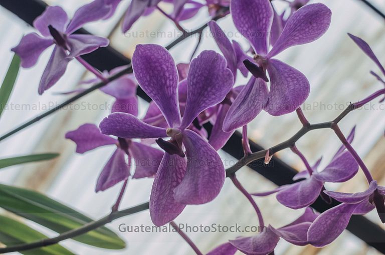 Orquideas
