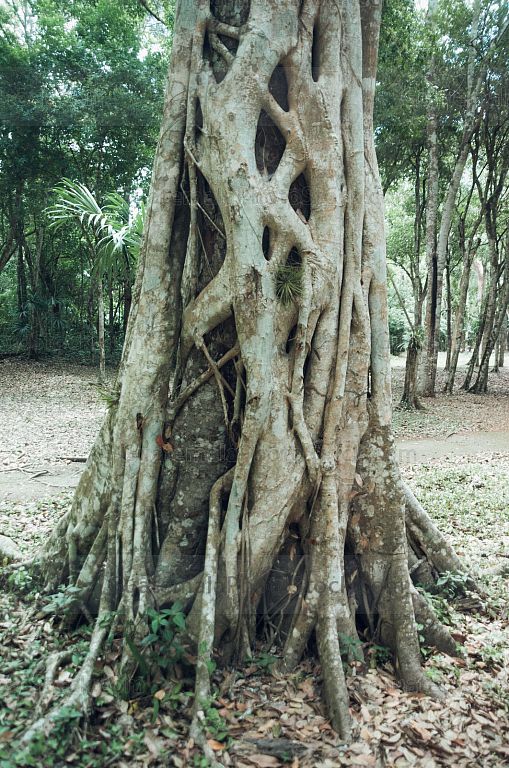 Naturaleza en Yaxhá