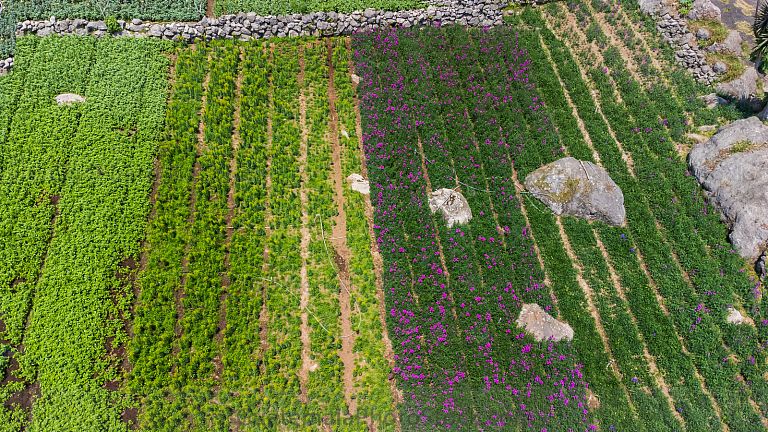 Campo de flores y legumbres