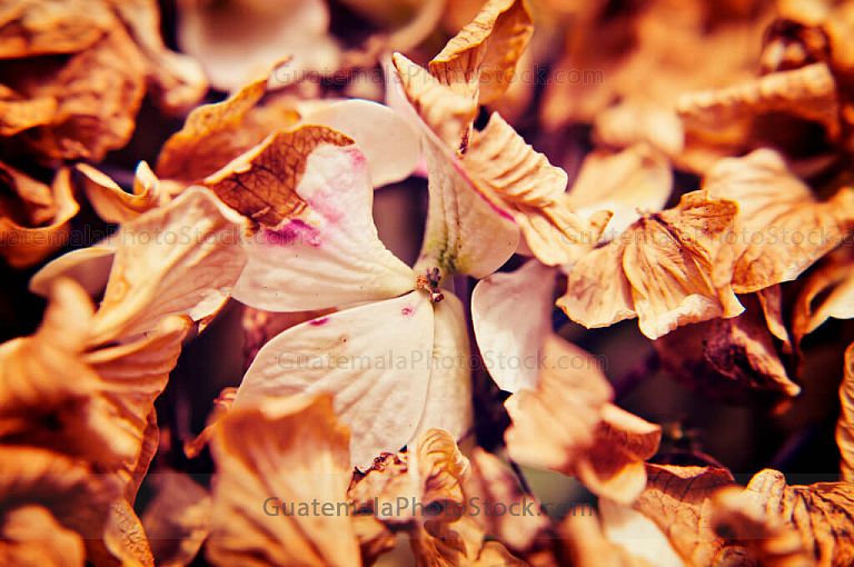 Hortensias