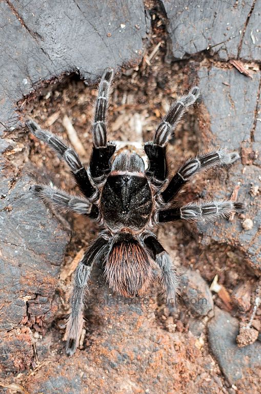 Tarántula