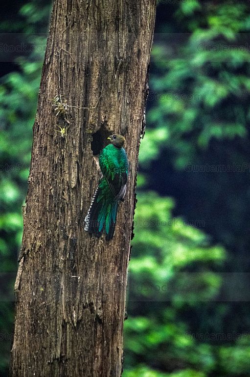Quetzal en el Mirador Rey Tepepul