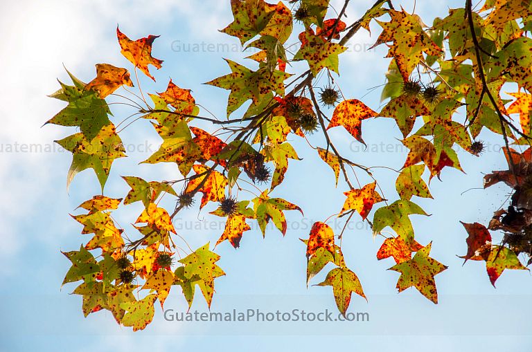 Arboles en otoño