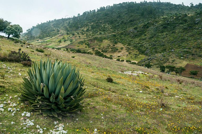 Sierra de los Cuchumatanes