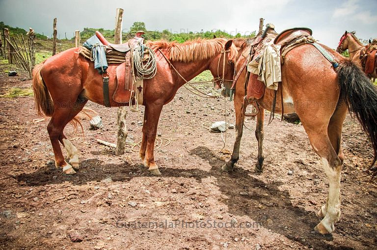 Caballos para escalar el Volcán de Pacaya