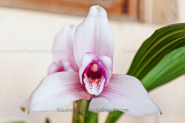 Orquídeas