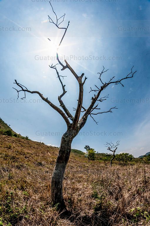Árbol seco en las montañas de Concepción Las Minas