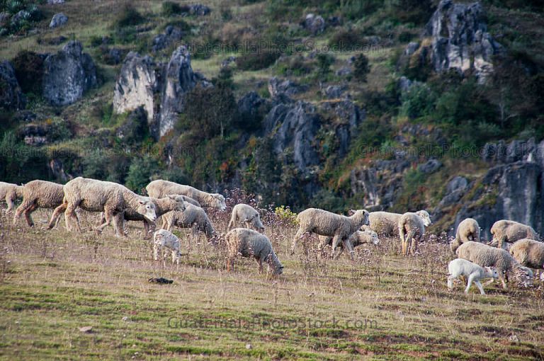Ovejas en el mirador de la cumbre