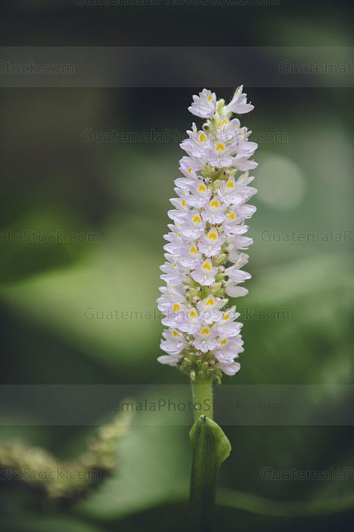Pontederia cordata, espiga de agua