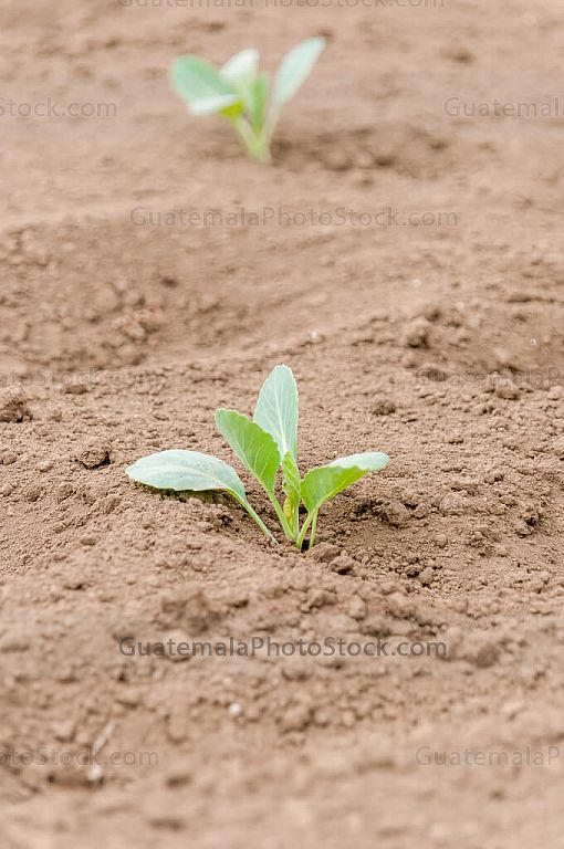Lechuga