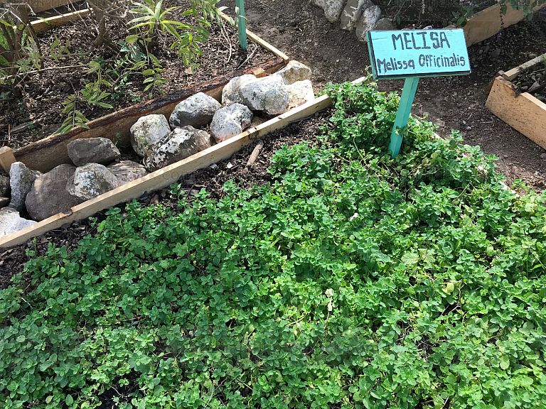 Planta Medicinal