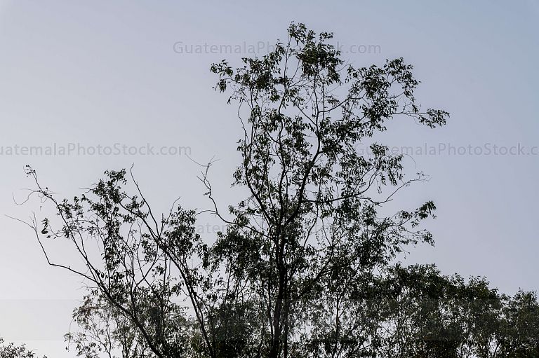 Arbol de Eucalipto