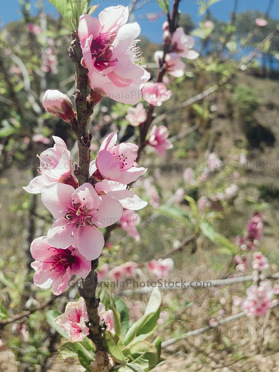 Flor de durazno
