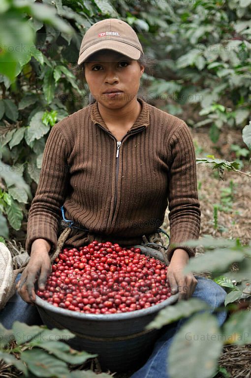 Mujer cosechando granos de café