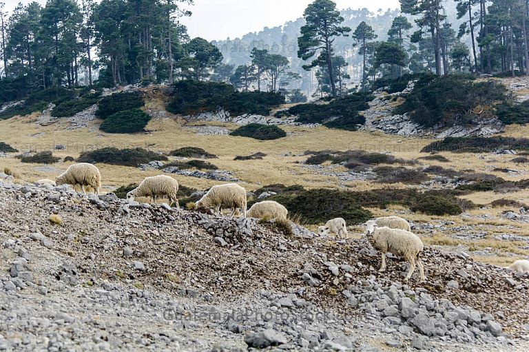 Ovejas en la Sierra de los Cuchumatanes