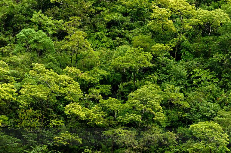 Bosque frondoso