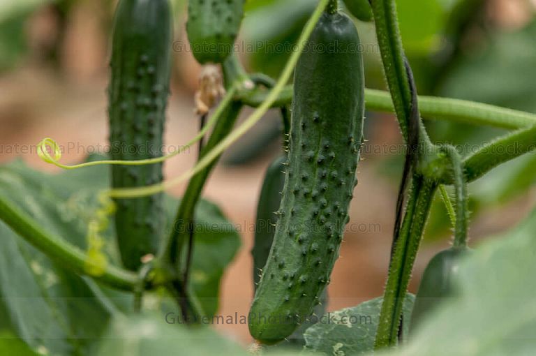 Pepino
