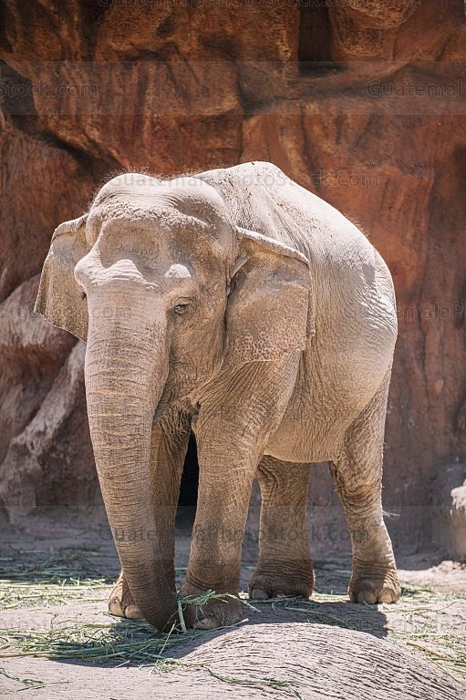 Elefante Trompita