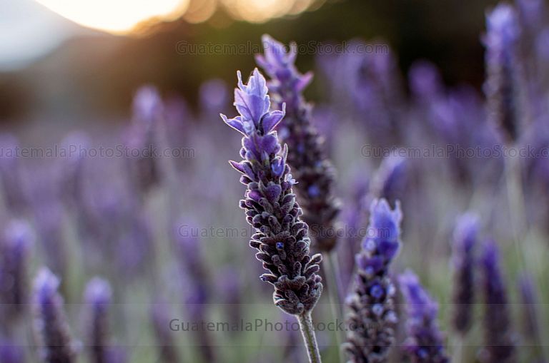 Campo de Lavanda, San Mateo Milpas Altas