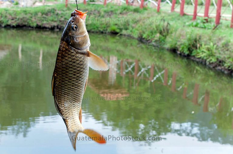 Pesca deportiva de truchas