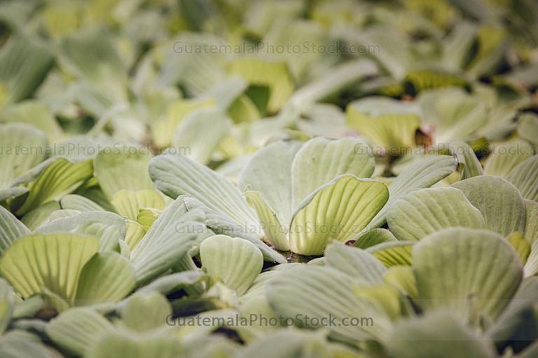 Lechugas de agua (Pistia stratiotes)