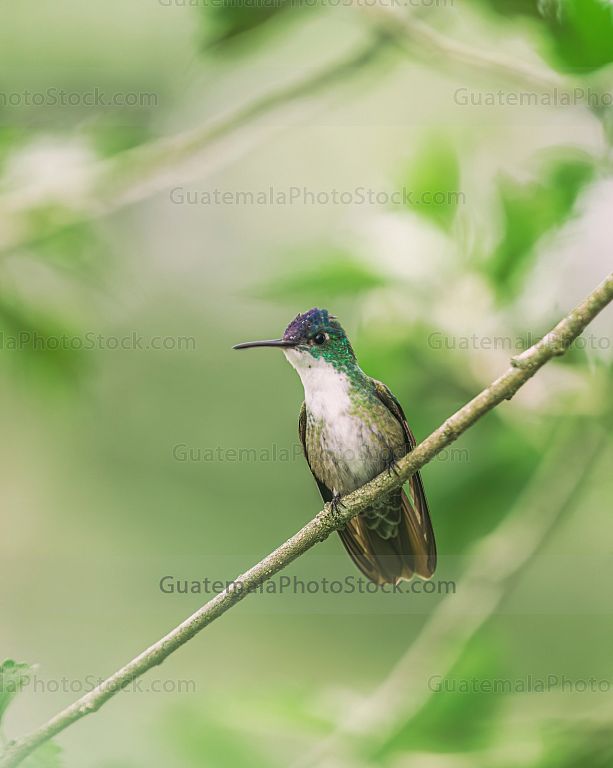 Colibri