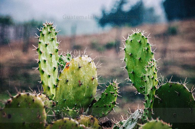 Cactus