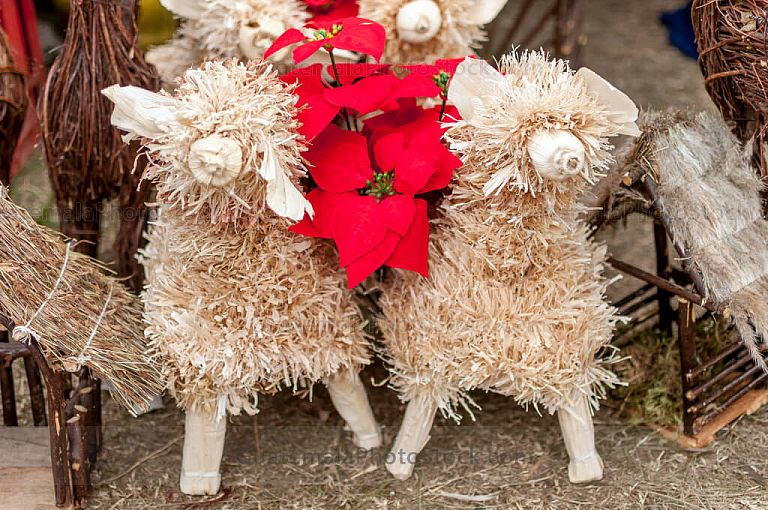 Ovejas de tusa y pascuas