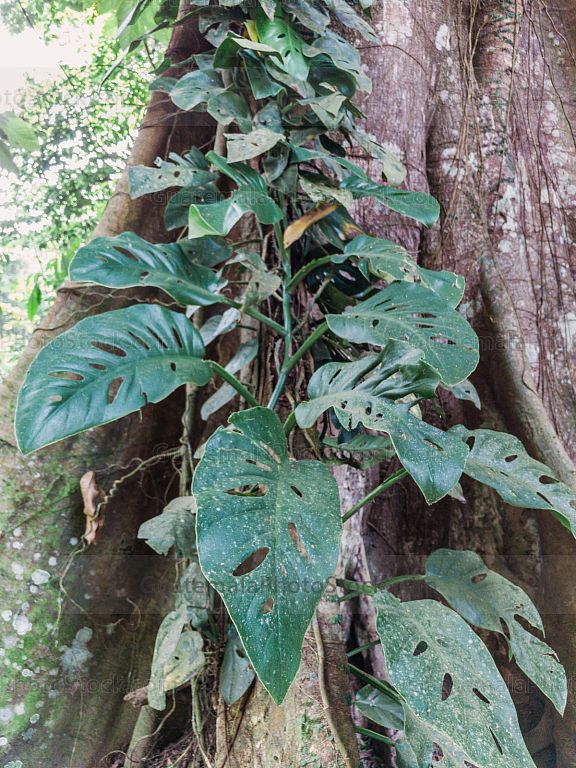 Ceiba en Quirigua