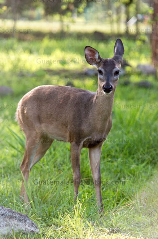Venado en el zoológico de Guateque