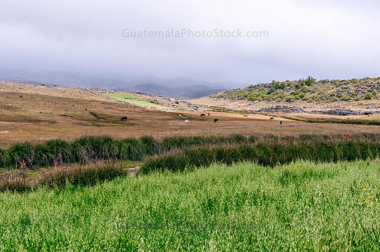 Campos de avena
