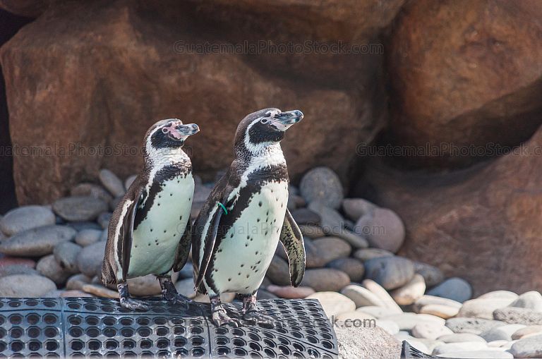 Pingüinos