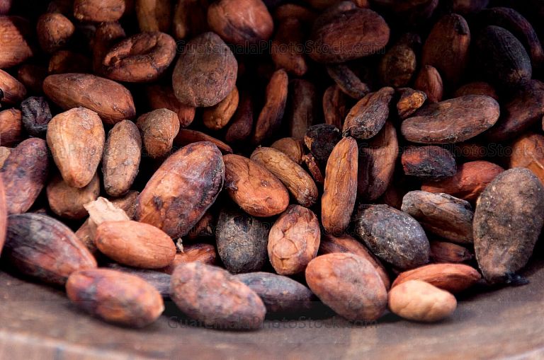 Granos de cacao tostados