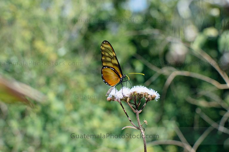 Mariposa