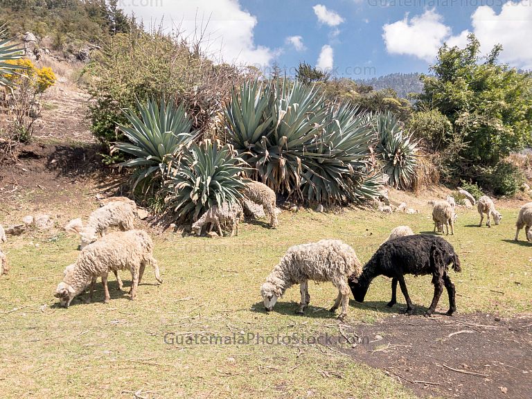 Ovejas en la cima de los cuchumatanes