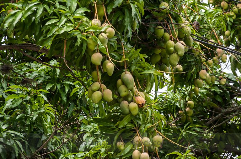 Árbol de Mangos