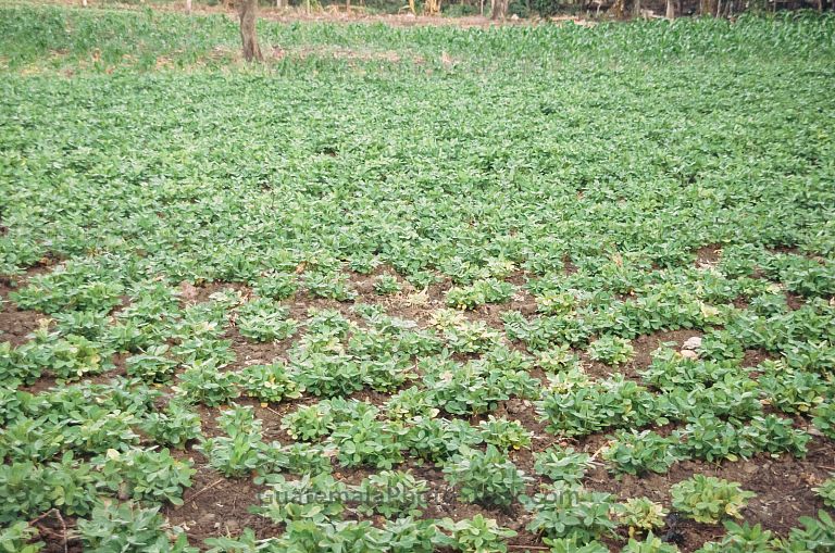 Campo agricola