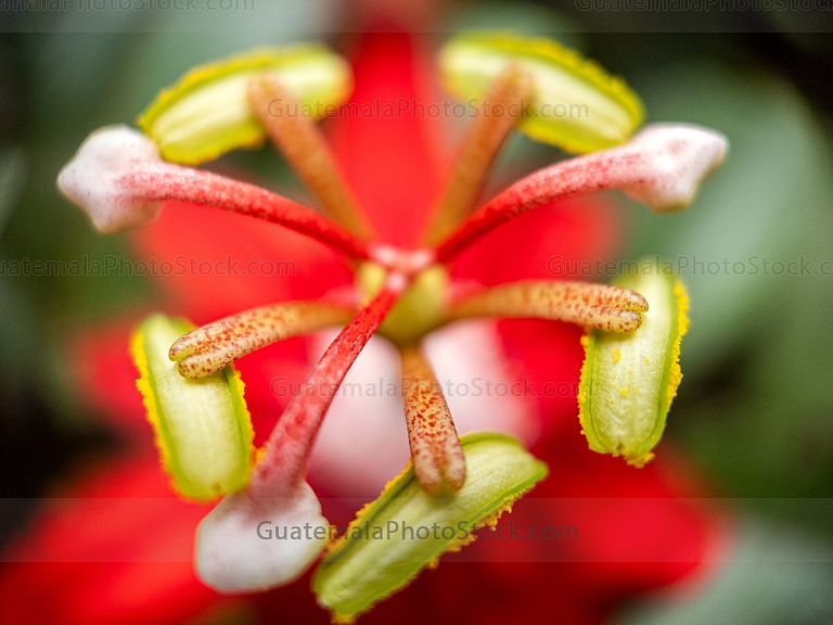 Macro Naturaleza